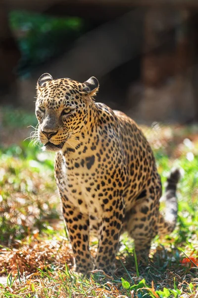 Leopard w w Trivandrum, Indie Kerala Thiruvananthapuram Zoo — Zdjęcie stockowe