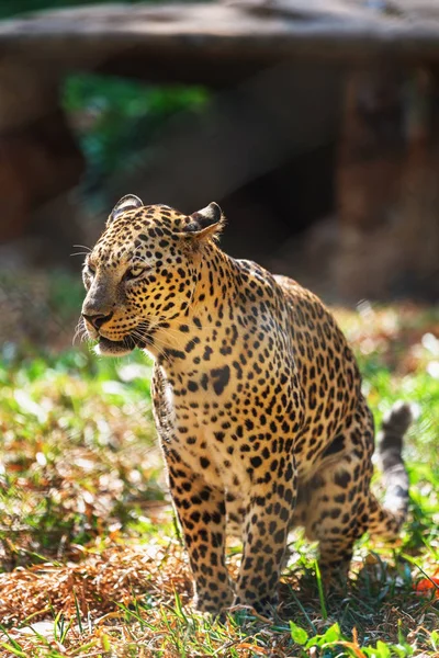 Leopardo en en Trivandrum, Thiruvananthapuram Zoo Kerala India —  Fotos de Stock