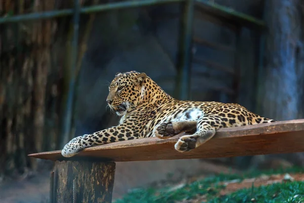 Leopard i i Trivandrum, Thiruvananthapuram Zoo Kerala Indien — Stockfoto