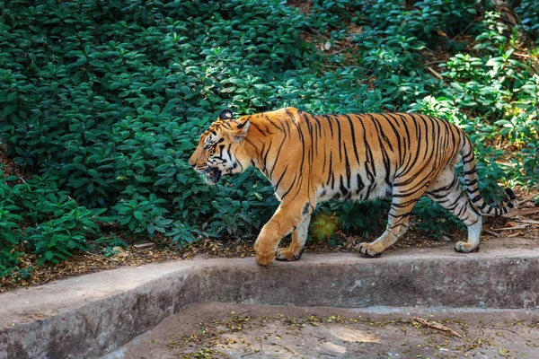 Tigre Real de Bengala em Trivandrum, Jardim Zoológico Thiruvananthapuram Kerala Índia — Fotografia de Stock