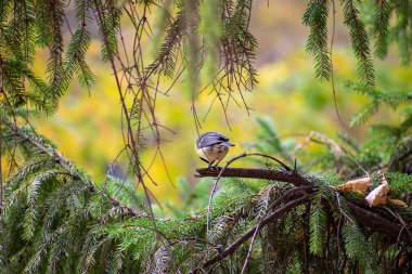 Meme, ormanda sonbahar, kozalaklı bir ağaçta