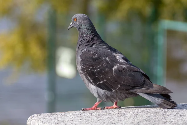 ぼやけた背景に公園内の都市鳩 — ストック写真