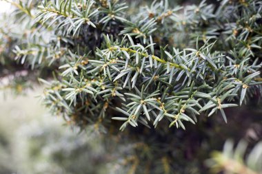 porsukağacı Botanik Bahçesi içinde