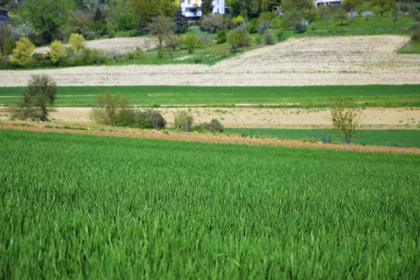 Prairie printanière avec herbe verte, ciel bleu, village — Photo