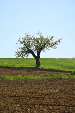 Yalnız ağaç sürülmüş sahada
