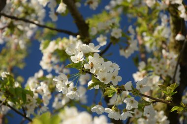 Mavi gökyüzü arka plan dallarda kiraz çiçekleri