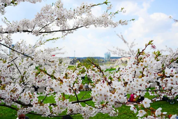 Våren i Vilnius stad med sakura blossom — Stockfoto