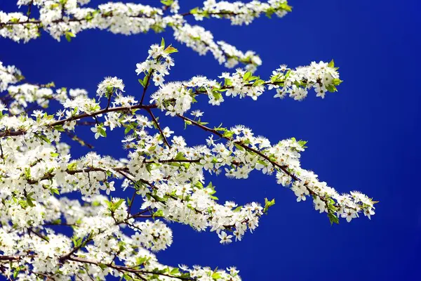 Kaukasische pruim witte bloesem en blauwe hemel — Stockfoto