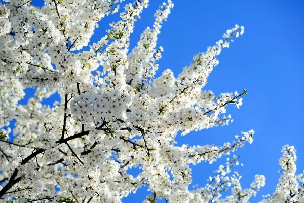 Kaukasiska plommon vit blomma och blå himmel — Stockfoto