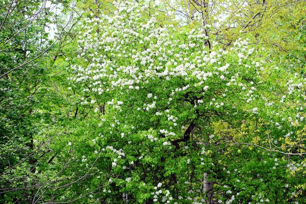Forêt au printemps en Lituanie pays — Photo