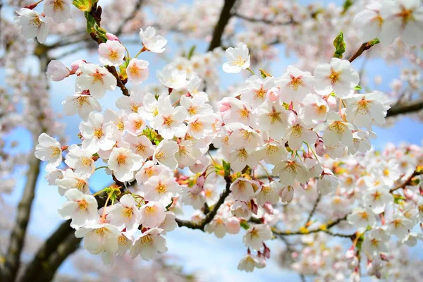Krásné růžové třešňového květu ve městě Vilnius — Stock fotografie