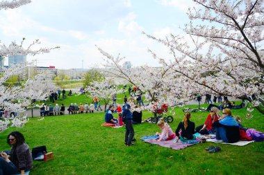 Vilnius City sakura çiçeği ile bahar