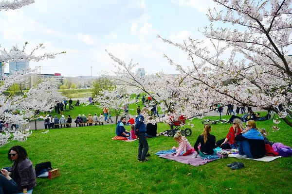 Jaro v městě Vilniusu s kvetoucí sakura Stock Snímky