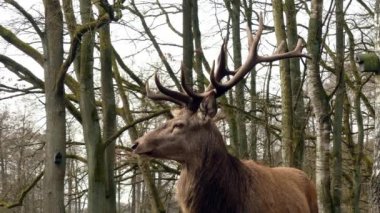 Rothirsch im Wald