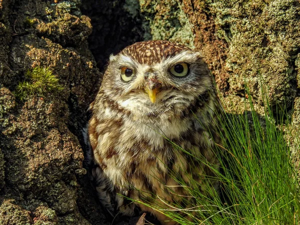 Eulen und Kauze im Wald — Fotografia de Stock