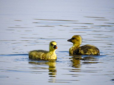 Nord Deutschland 'dan Vogel Welt