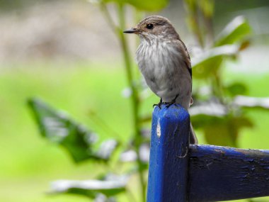 Nord Deutschland 'dan Vogel Welt