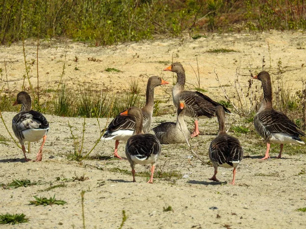 Vogelwelt Norddeutschland — Stockfoto