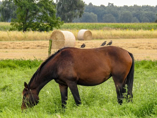 Pferde Auf Der Sommerweide — Stockfoto