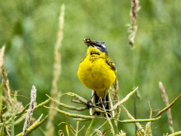 Vogelwelt Norddeutschland — Stockfoto