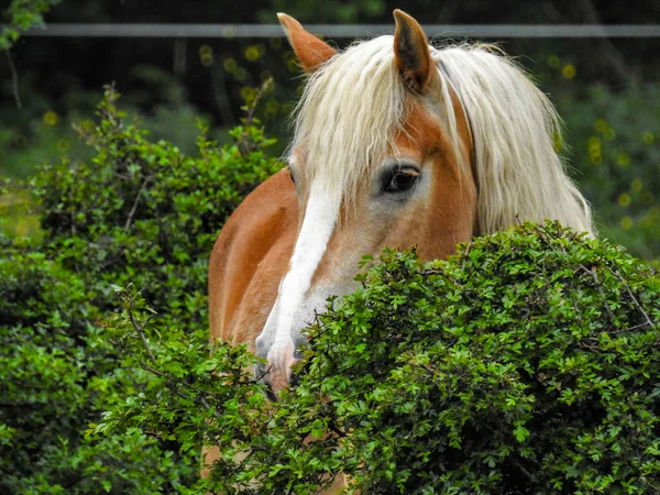 Pferde Auf Der Sommerweide — Stockfoto