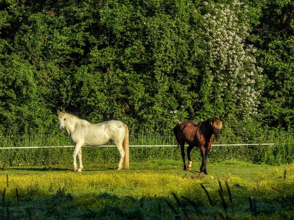 Pferde Auf Der Sommer Weide — 스톡 사진