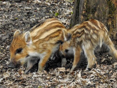 Wildschweine und Frischlinge im Wald