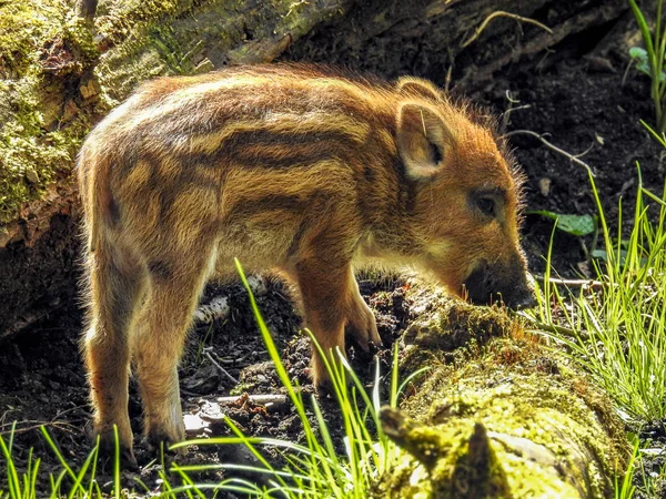 Wildschweine und Frischlinge im Wald