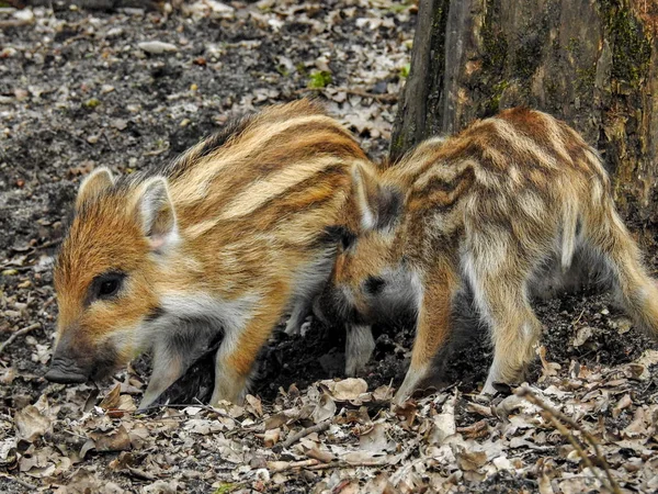 Wildschweine Und Frischlinge Wald — Stockfoto