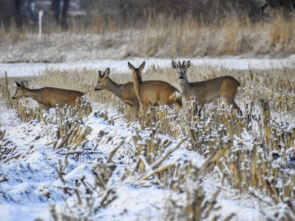 Schalenwild Nord Deutschland 'da