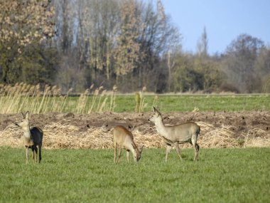Schalenwild Nord Deutschland 'da