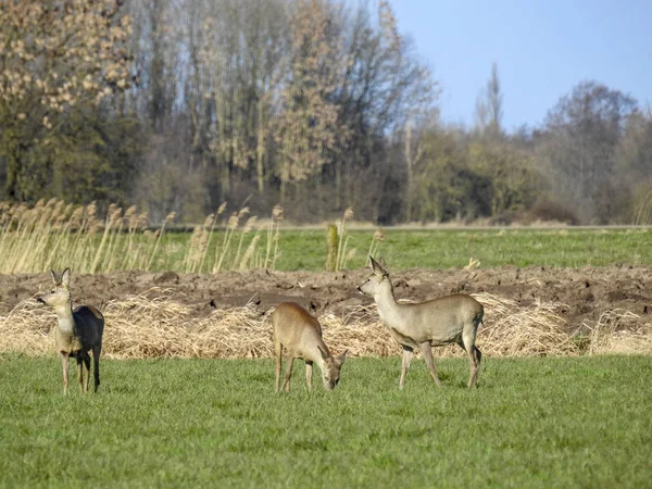 Schalenwild Nord Deutschland — Stockfoto