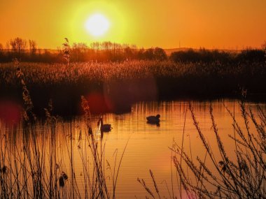 Natur und Landschaften in Deutschlands Elbmarsch