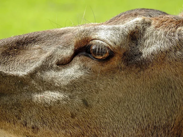 Schalenwild Norddeutschland — Stockfoto