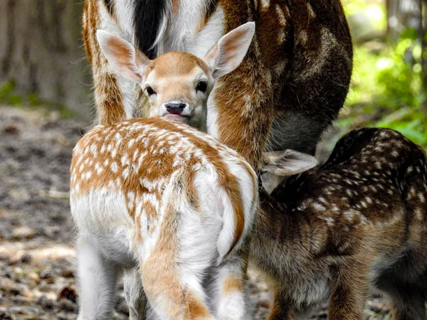 Lanet Olası Tiere Wald — Stok fotoğraf