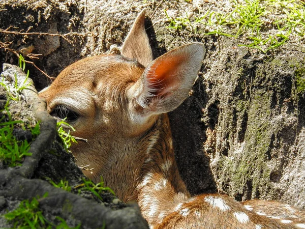 Lanet Olası Tiere Wald — Stok fotoğraf