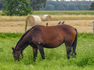 Nord Deutschland 'dan Vogel Welt
