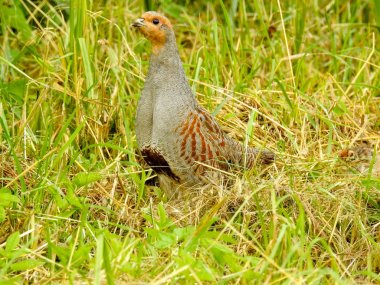 Nord Deutschland 'dan Vogel Welt