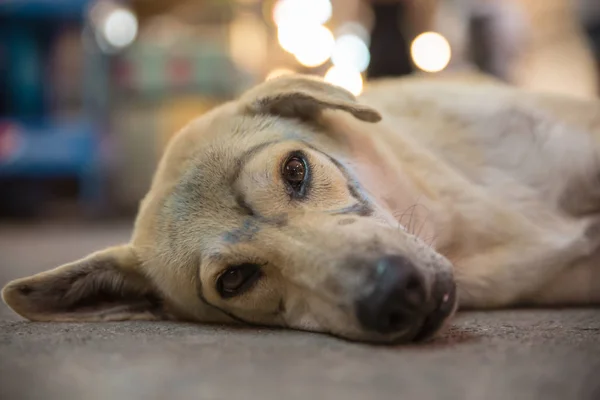 Hund in Thailand mit gezogener Brille — Stockfoto