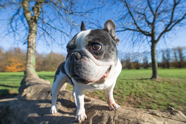 Französische Bulldogge in freier Wildbahn Stockfoto