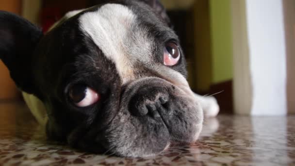 Moe Franse bulldog valt in slaap - verschillende shots - reeks — Stockvideo