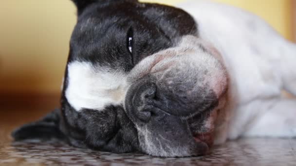 Bulldog francés cansado se duerme - diferentes disparos - secuencia — Vídeos de Stock