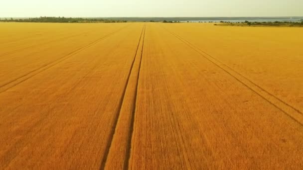 Vuelo Aéreo Cerca Sobre Vasto Campo Trigo Amarillo Hermosa Puesta — Vídeos de Stock