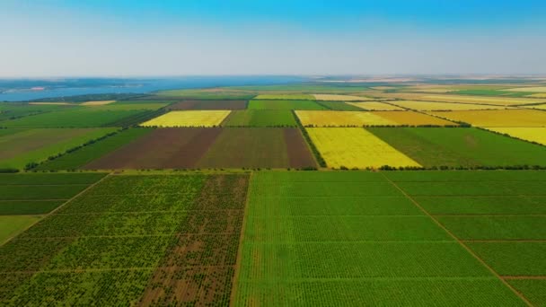 Aerial Nature Landscape Beautiful Fields Vineyards Ukraine — Stock Video
