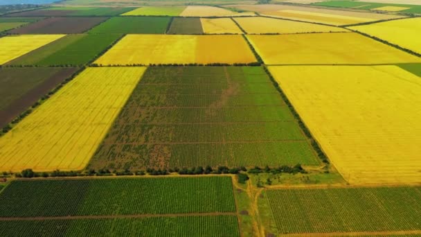 Aerial Krajobraz Przyrody Piękne Pola Winnice Ukraina — Wideo stockowe