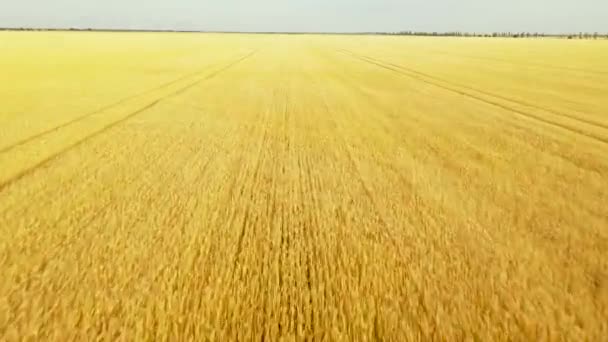 美しい光の夕日で広大な黄色の小麦畑の上を飛行 — ストック動画