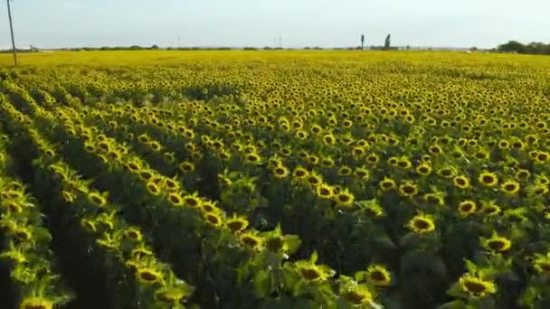 Vue aérienne du champ de tournesols. Vol à travers le champ de tournesol. Drone se déplaçant à travers un champ jaune de tournesols .