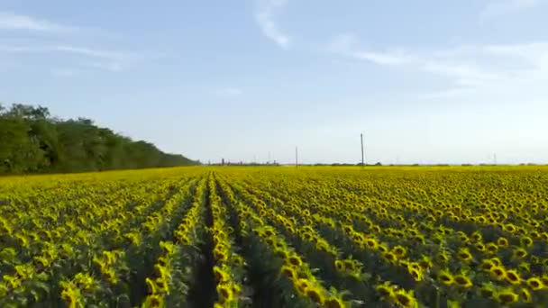 Luchtfoto Van Zonnebloemen Veld Vlucht Door Het Zonnebloemenveld Drone Beweegt — Stockvideo