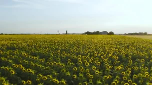 Vue aérienne du champ de tournesols. Vol à travers le champ de tournesol. Drone se déplaçant à travers un champ jaune de tournesols .