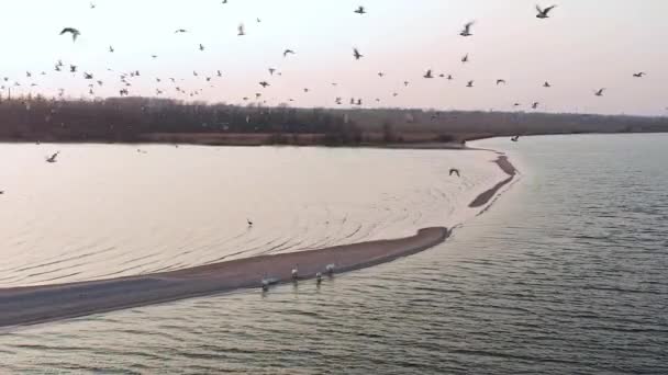 Pôr Sol Mar Praia Grupo Gaivotas Voando Muito Perto Drone — Vídeo de Stock